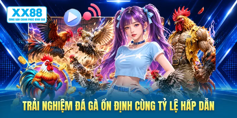 Trải nghiệm đá gà ổn định cùng tỷ lệ hấp dẫn